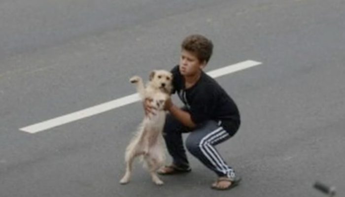 11-year-old boy stoped the traffic to rescue dog hit by car. The camera fixed the moment and here are some shots.