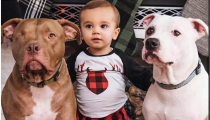 Boy has the sick and only wants his favorite dog to soothe him. The dog was taking are of him.