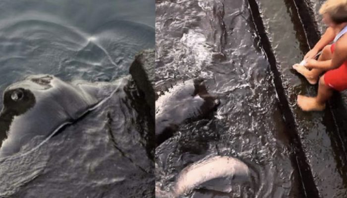 The child decided to feed the fish from the pier, but another creature approached him instead of fish.