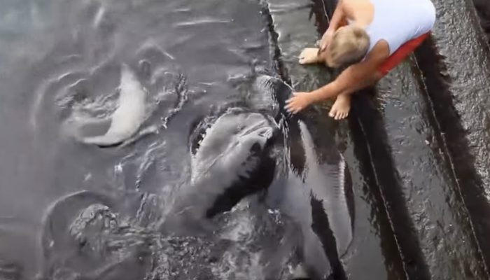 The child decided to feed the fish from the pier, but another creature approached him instead of fish.