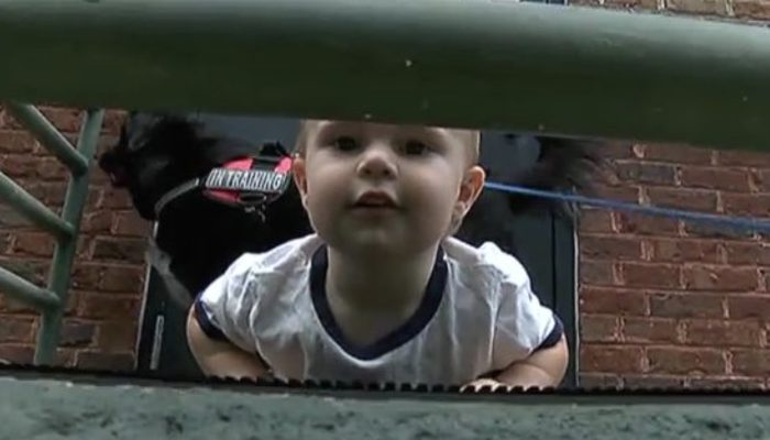 The faithful dog warned the child's parents that the babysitter was mistreating the child.