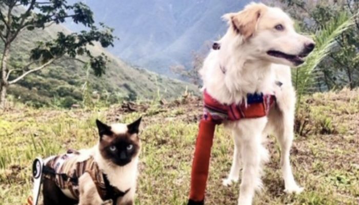 A cat with disabilities and a dog with three legs become closest friends and can't live without one another. Let's view them all at once.