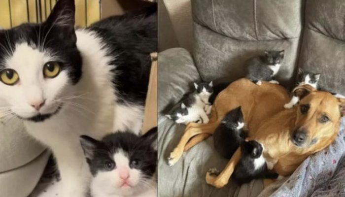 The assistance dog transforms an aggressive street cat into a friendly and gentle animal.