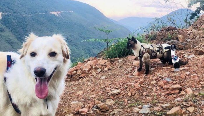 A cat with disabilities and a dog with three legs become closest friends and can't live without one another. Let's view them all at once.