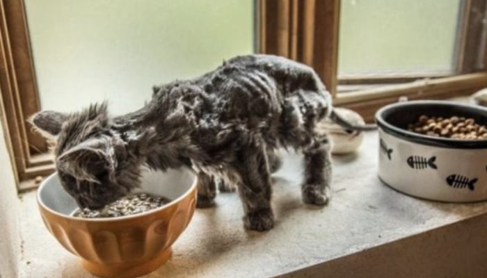 How Bar went from a skeleton to a luxurious cat and made everyone happy. That was really interesting to see the transformation of the cat.
