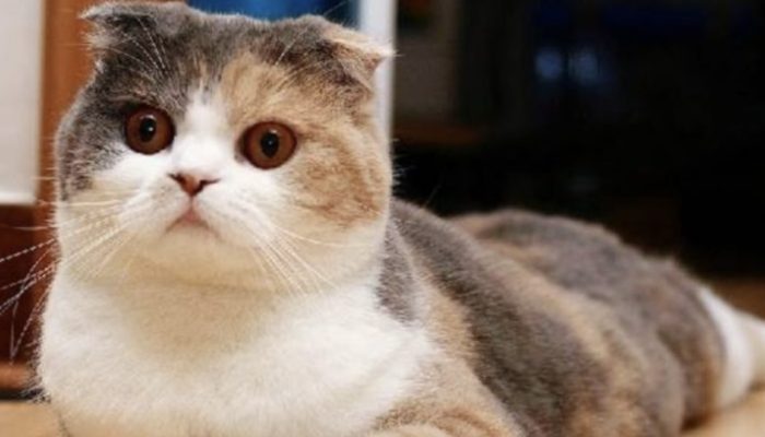 Owners left their cat at home while they were away on business for a month. When they returned, there were already 5 cats.