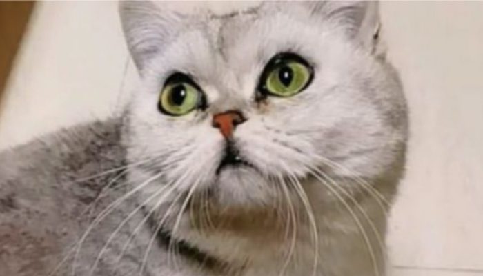 Owners left their cat at home while they were away on business for a month. When they returned, there were already 5 cats.