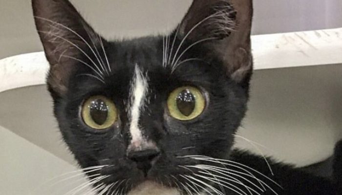 Meet Lucky, a cat with extremely long whiskers who is shattering the internet.