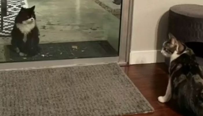 The cutest cat finds the perfect home and is content there. It is interesting to see the cat.