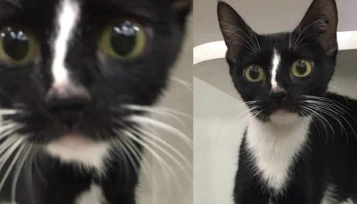 Meet Lucky, a cat with extremely long whiskers who is shattering the internet.