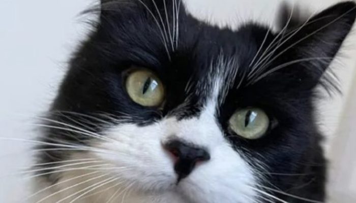 The cutest cat finds the perfect home and is content there. It is interesting to see the cat.