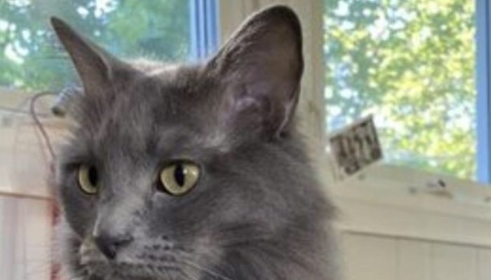 The cat went for a walk and returned after a while with a message attached to his collar.