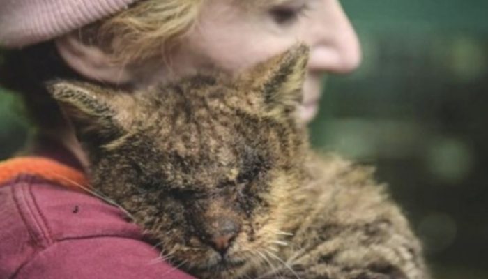 A cat, that no one wanted to touch, finally found a loving human and a home of their own.