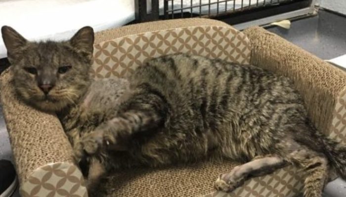 A cat, that no one wanted to touch, finally found a loving human and a home of their own.