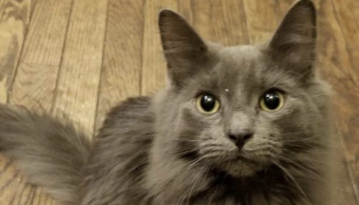 The cat went for a walk and returned after a while with a message attached to his collar.
