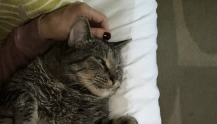 A cat, that no one wanted to touch, finally found a loving human and a home of their own.