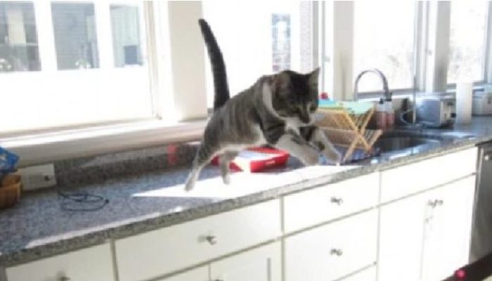 Cat find it hard to comprehend that a baby has moved into the house. He gave a noteworthy reaction in this case.