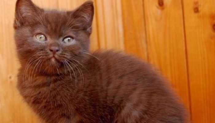 A woman believes she has discovered a "antique fur hat," but it is actually quite different.