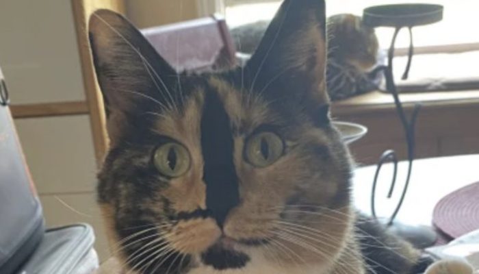 Due to its adorable smile, a street cat became a social media sensation.
