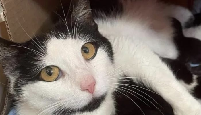 The assistance dog transforms an aggressive street cat into a friendly and gentle animal.