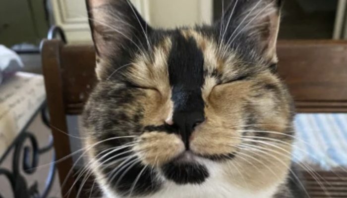 Due to its adorable smile, a street cat became a social media sensation.
