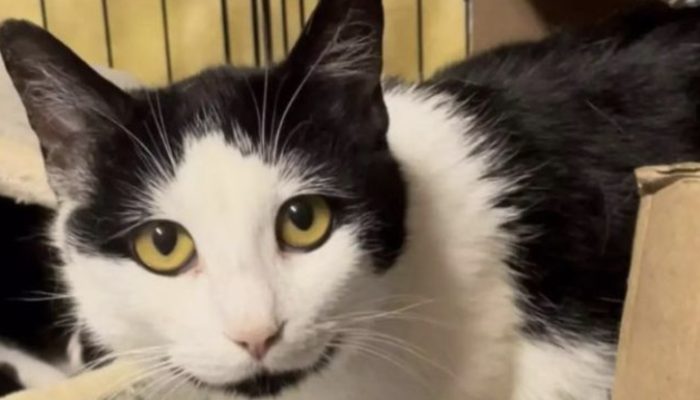 The assistance dog transforms an aggressive street cat into a friendly and gentle animal.