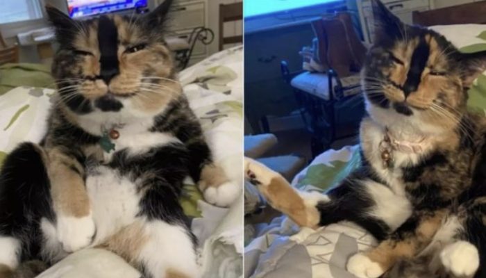 Due to its adorable smile, a street cat became a social media sensation.
