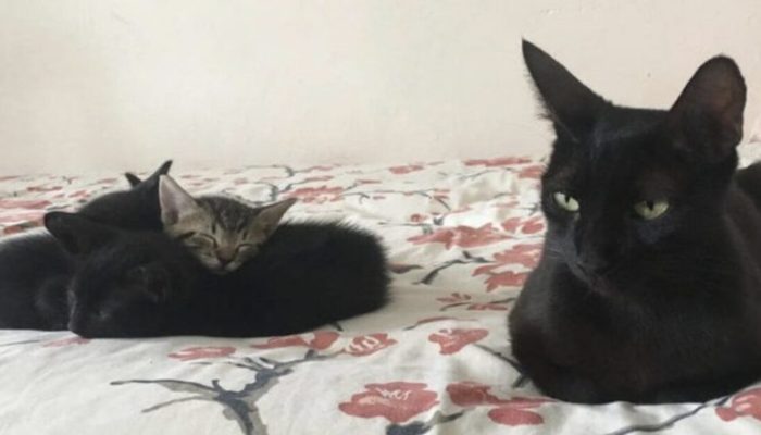 A woman is urged to allow a small, black stray cat named Nope to give birth in her home.