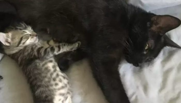 A woman is urged to allow a small, black stray cat named Nope to give birth in her home.