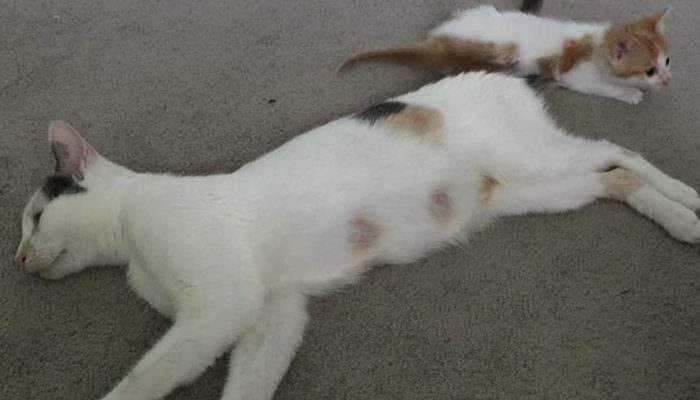 The clever cat kept her babies safe and fed them even though she had nothing to eat.