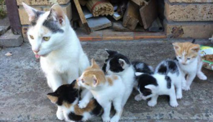 The clever cat kept her babies safe and fed them even though she had nothing to eat.