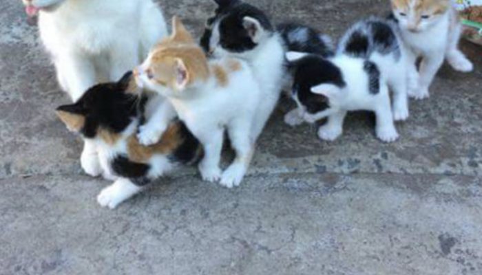 The clever cat kept her babies safe and fed them even though she had nothing to eat.
