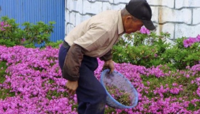 One older man planted his wife's favorite flower to cheer her up and help her overcome her sadness.  The garden with flower was wonderful.