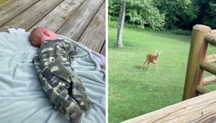 The deer mother gets worried when she hears a newborn crying and starts rushing towards the baby.