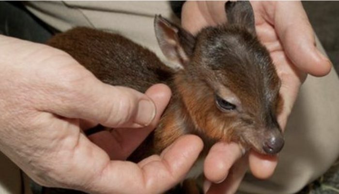 A decent man saw a deer in the middle of the road who was obviously in need of help.