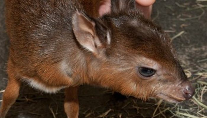A decent man saw a deer in the middle of the road who was obviously in need of help.