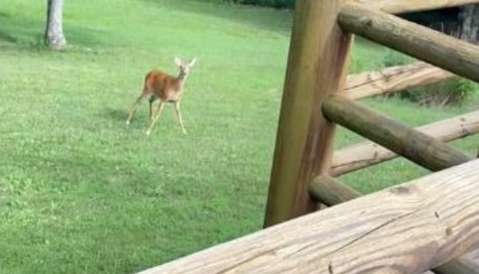 The deer mother gets worried when she hears a newborn crying and starts rushing towards the baby.