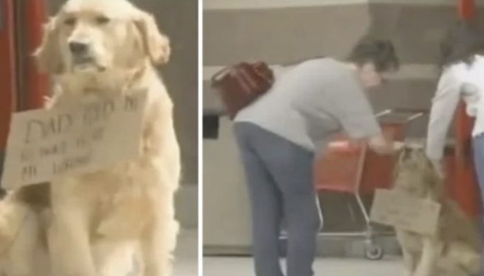 A dog was waiting outside near the store with a sign around the neck. In the end, people approached and read the sign.