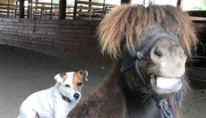 When a dog who enjoys riding on horses meets a rescue horse, they immediately form an incredible friendship.