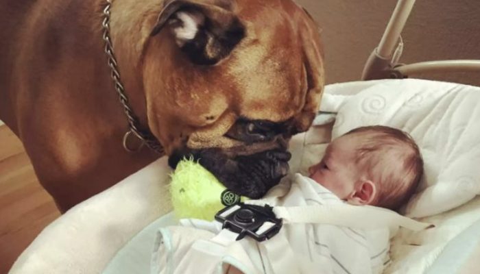 The sweet dog assists the little brother whenever he needs help with his beloved fluffy toy.