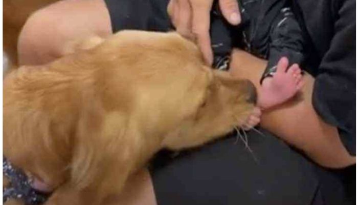 As soon as their owner arrives home, the pups start kissing the newborn. The kissing moment was admiring.