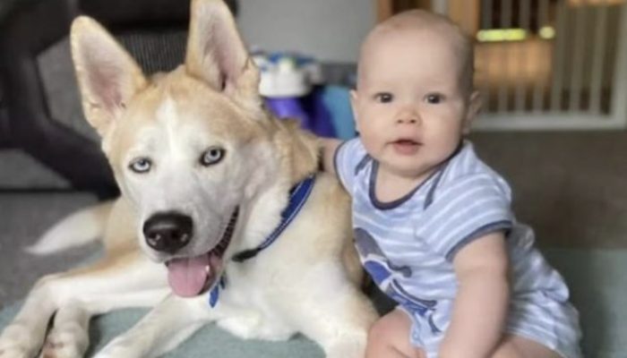 Every night, a dog who diligently looks for his human brother is captured on camera by a babysitter.
