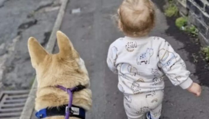 Every night, a dog who diligently looks for his human brother is captured on camera by a babysitter.