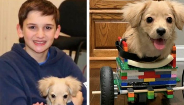The little boy built a stroller for a puppy from the Lego manufacturer that he received as a Christmas present.