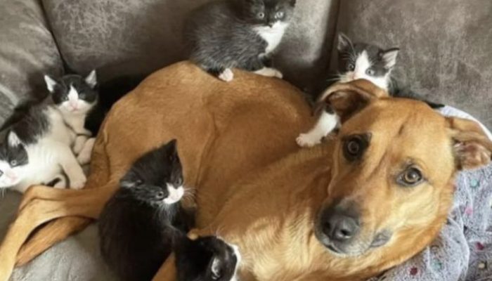 The assistance dog transforms an aggressive street cat into a friendly and gentle animal.