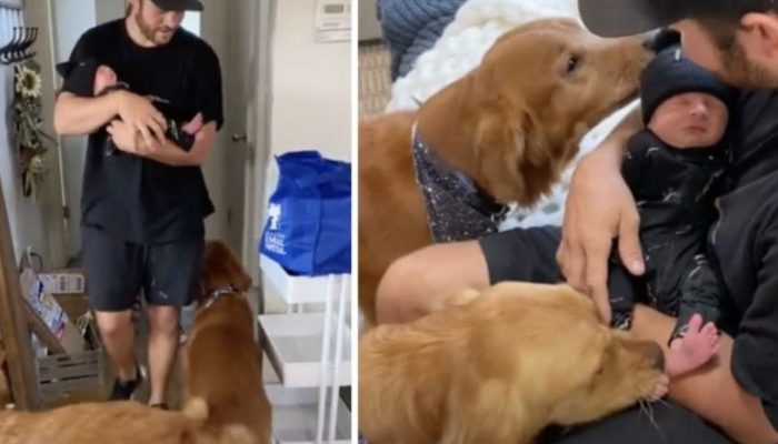 As soon as their owner arrives home, the pups start kissing the newborn. The kissing moment was admiring.