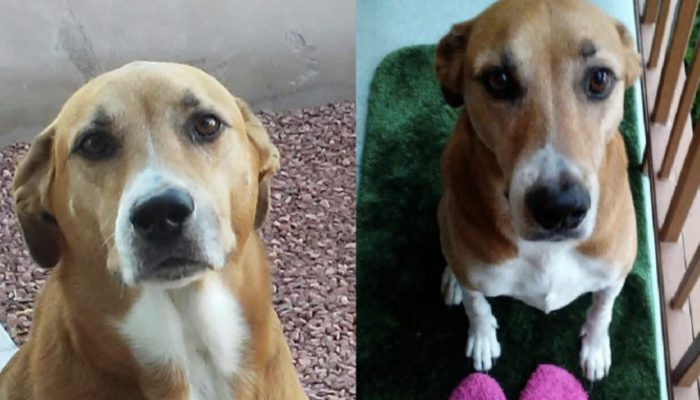 A five-year-old girl with good intentions requests the shelter to give her the dog that is the most distressed.