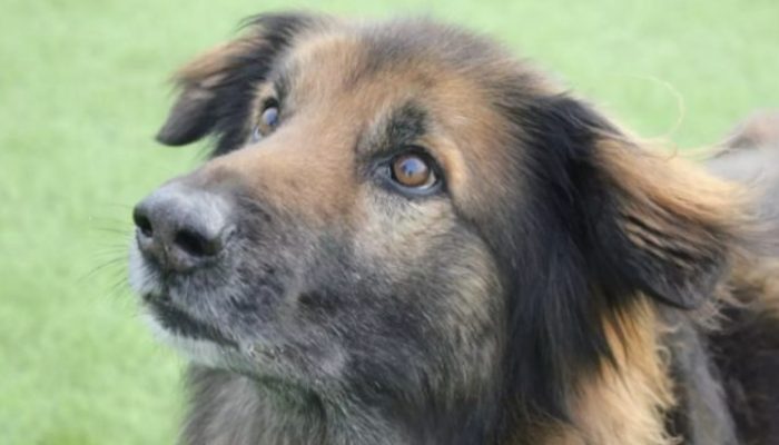 A timid and lonely dog gets a loving family and a home after ten years at a shelter.