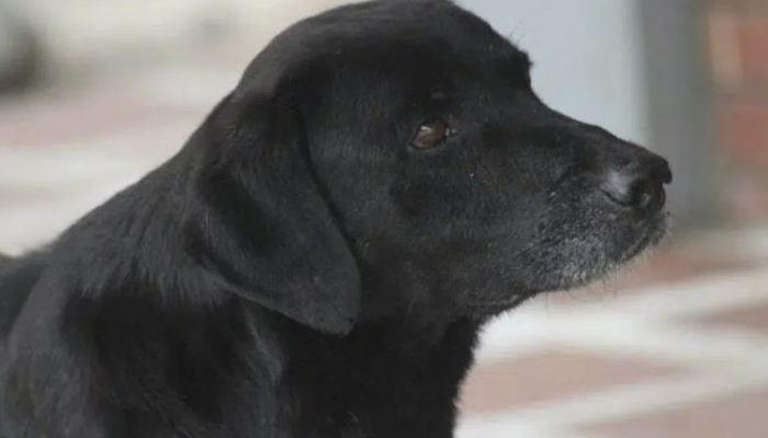 The dog decides to follow in the students' footsteps by spending money on food.