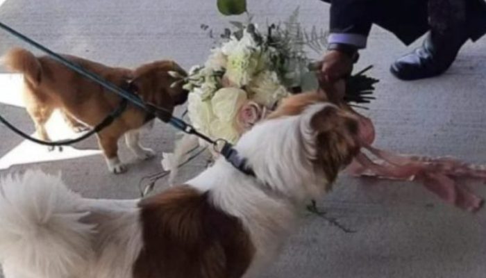 Being in love with flowers, the adorable dog insists on sniffing every flower he sees.